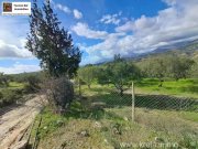Galia Kreta, Galia Ein Olivenhain mit Persönlichkeit 3.805m² Grundstück kaufen